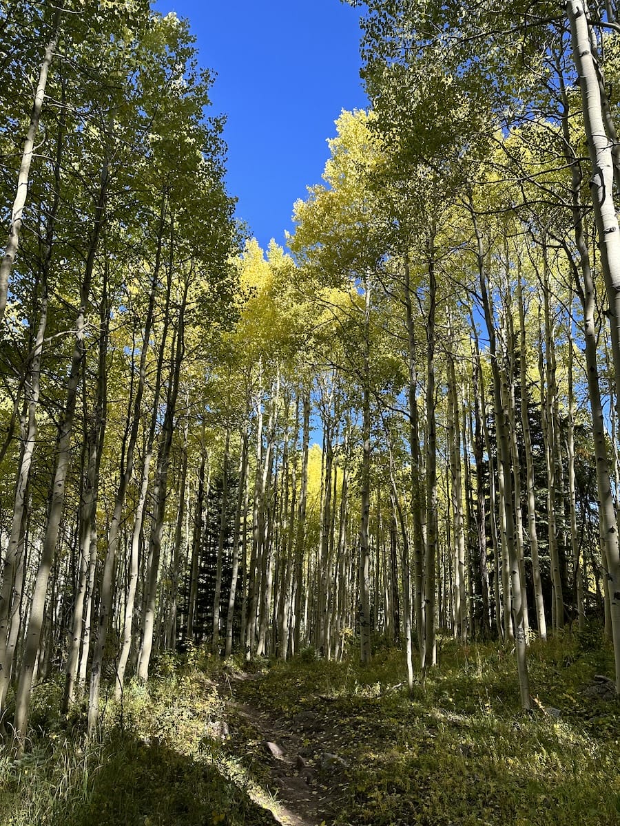 Aspen trees with golden foliage along a forest path.