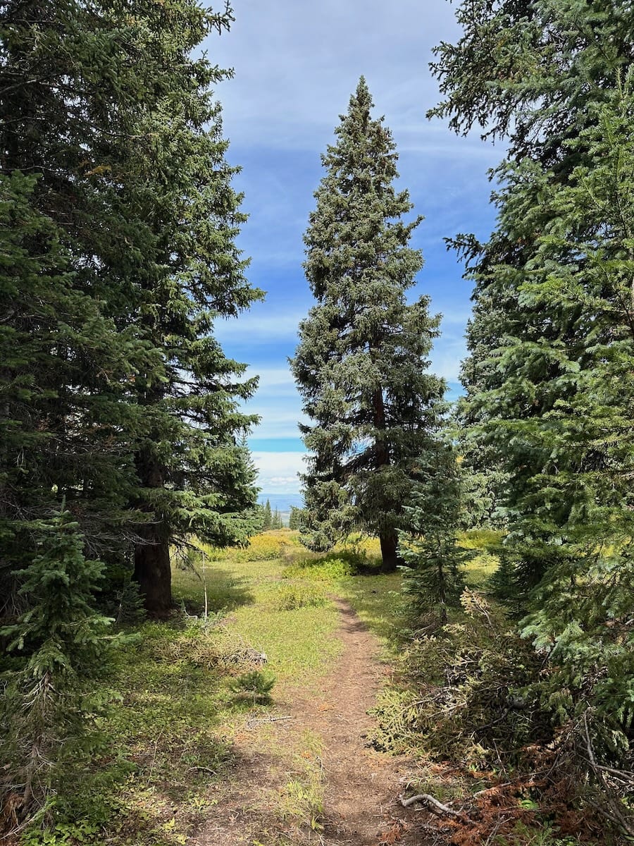 Forest trail leading through evergreen trees to a mountain meadow.