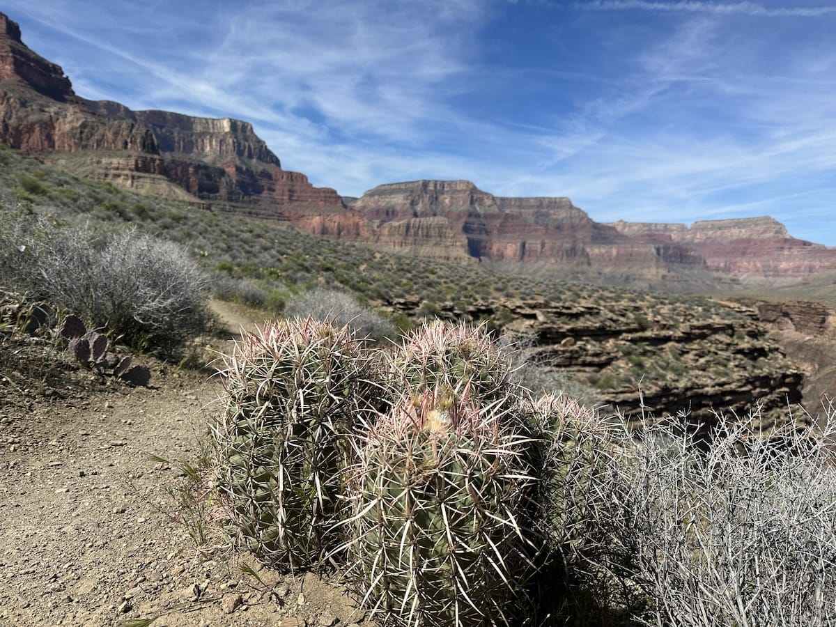 grand-canyon-barrel-cactus-hiking-trail Barrel cactus (Echinocactus polycephalus) on a hiking trail in the Grand Canyon with canyon views.