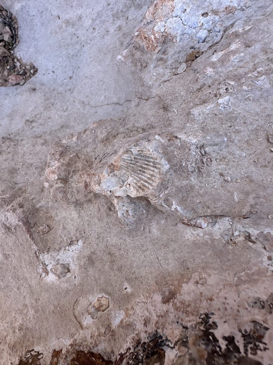 grand-canyon-fossil-discovery-view Fossilized shell embedded in rock in the Grand Canyon.