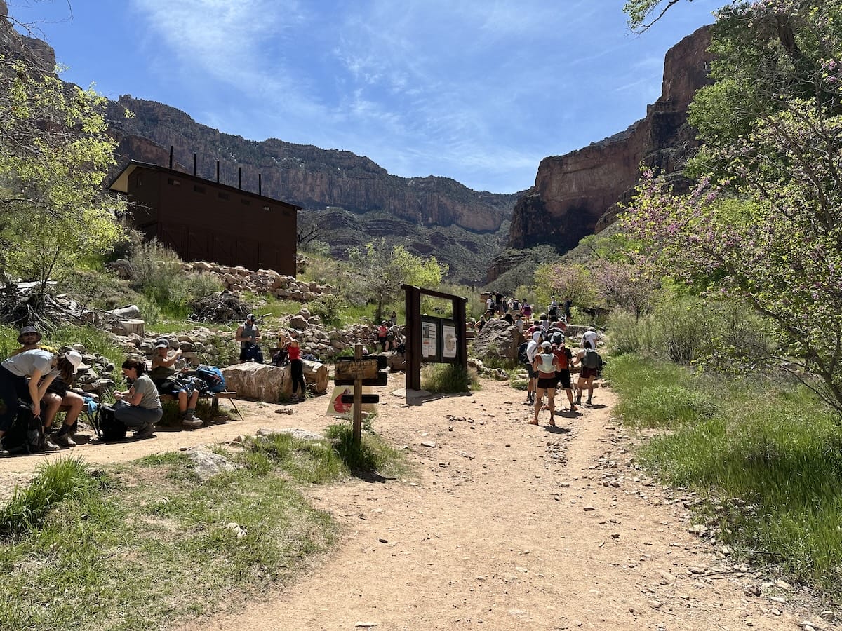 havasupai-gardens-trail-yellow-flowers Bright Angel trail at Havasupai Gardens, Grand Canyon National Park, with yellow wildflowers blooming among rocks and canyon scenery.