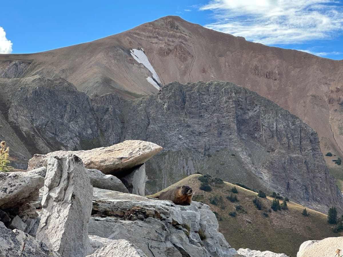 Marmot on rocks with mountain peak in background, Capitol Peak Trail.
