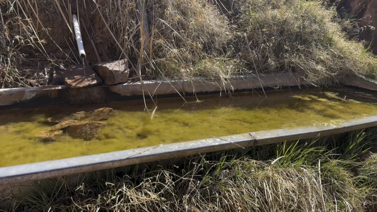 weathered-trough-santa-maria-grand-canyon A metal water trough filled with stagnant, algae-covered water at Santa Maria Spring in the Grand Canyon.