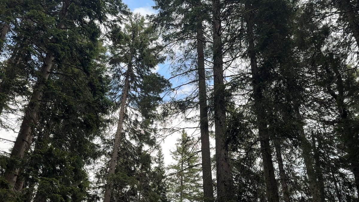 Tall pine trees in a forest along the Alta Via 2 trail.