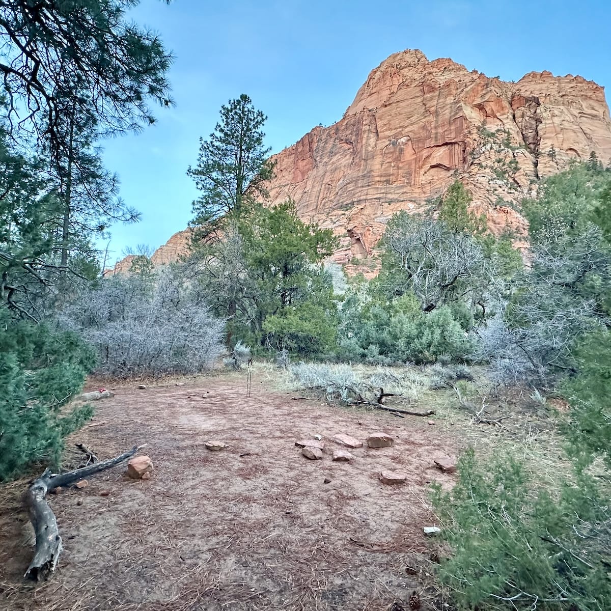 Campsite 8 in La Verkin Creek Campground, Zion National Park, with red sandstone cliffs in the background.