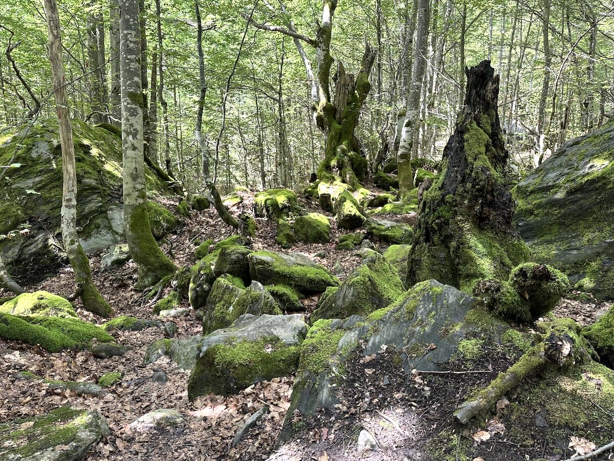 Mossy rocks and trees in a green forest.
