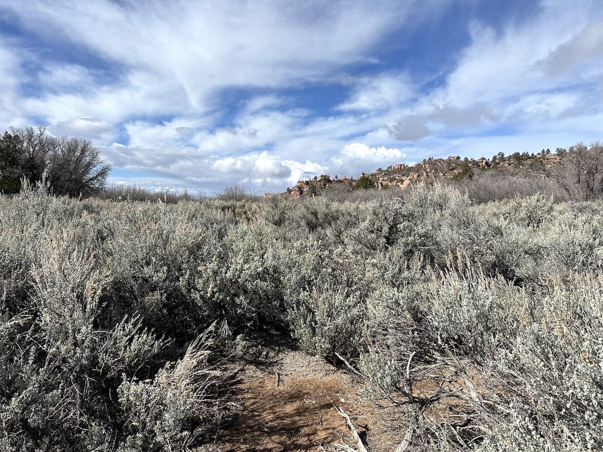 Landscape along the Zion Traverse trail with big sagebrush, Fourwing saltbush, and a dramatic cloudscape.