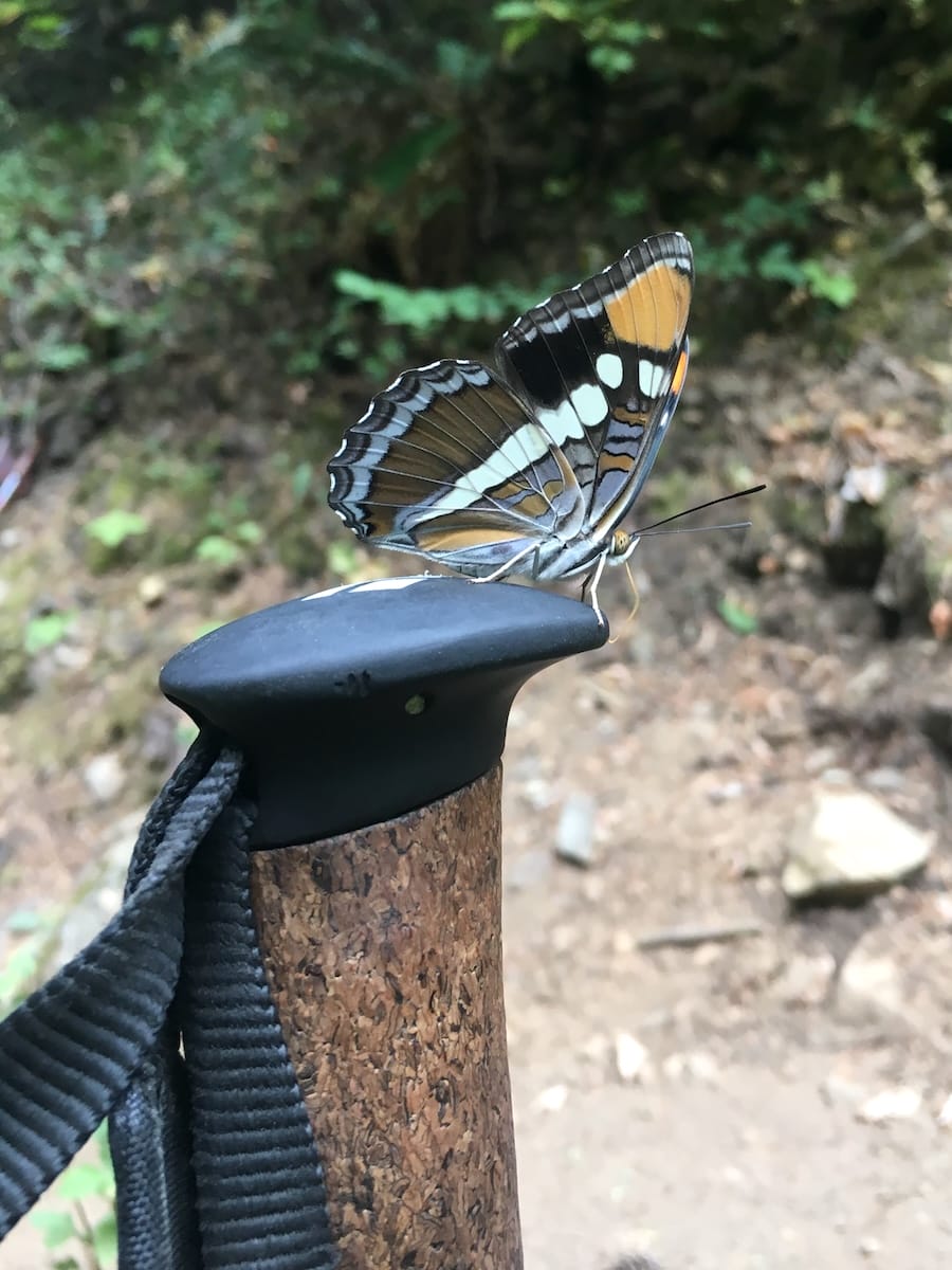 butterfly-salt-trekking-pole A close up of a beautiful butterfly resting on top of a trekking pole