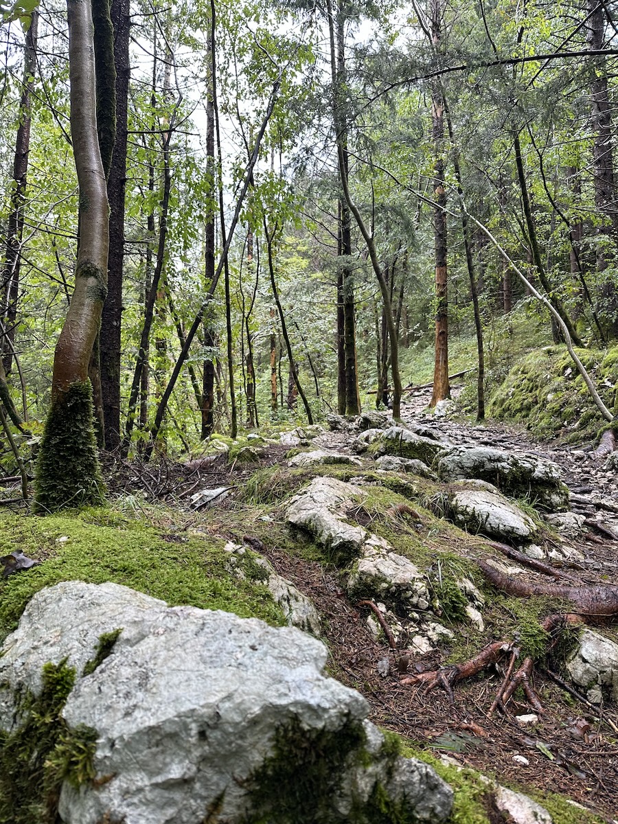 Rocky forest trail with moss-covered stones and tall trees in the Soča Valley