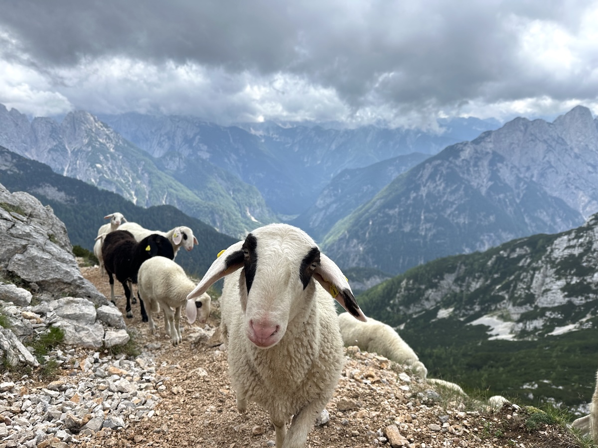 Sheep on the Vršič Pass hiking trail with Julian Alps in the background