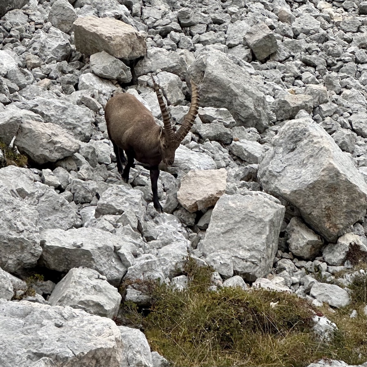 Alpine ibex among rocks, Dolomites Alta Via 1