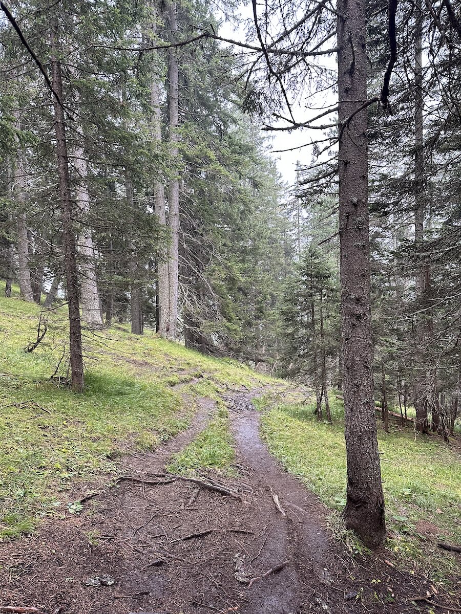 Muddy forest path in Dolomites on Alta Via 1