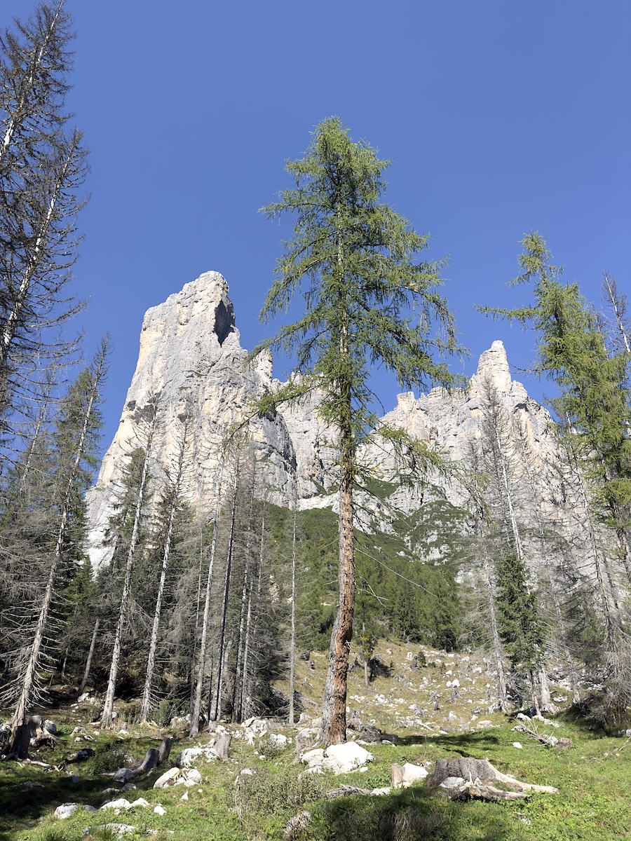 Rocky Dolomite towers above larch forest