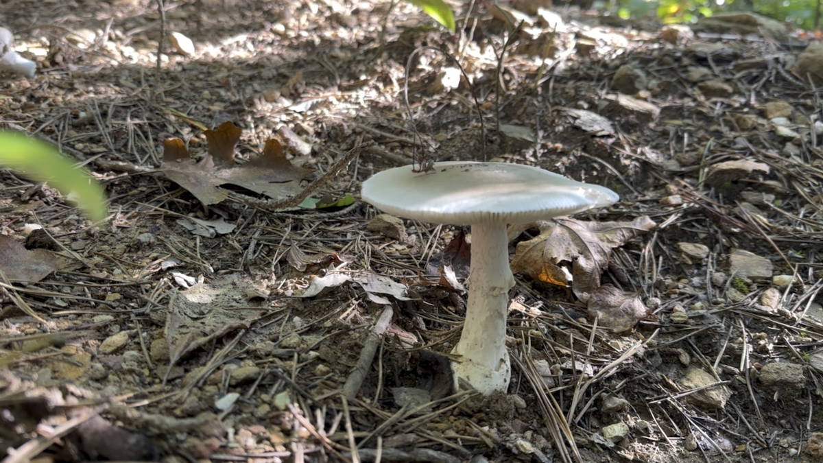 Close-up of a tan mushroom on the mossy forest floor in Linville Gorge.