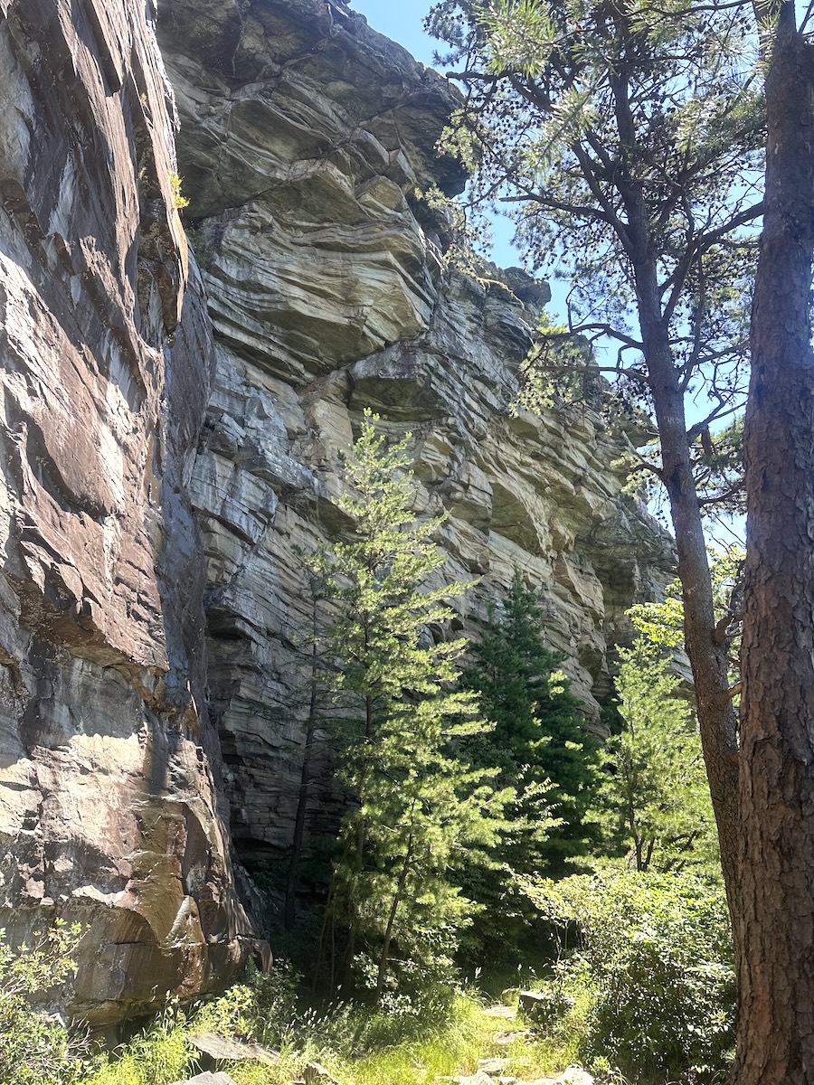 Sheer, banded sandstone cliffs rising above pines in Linville Gorge.