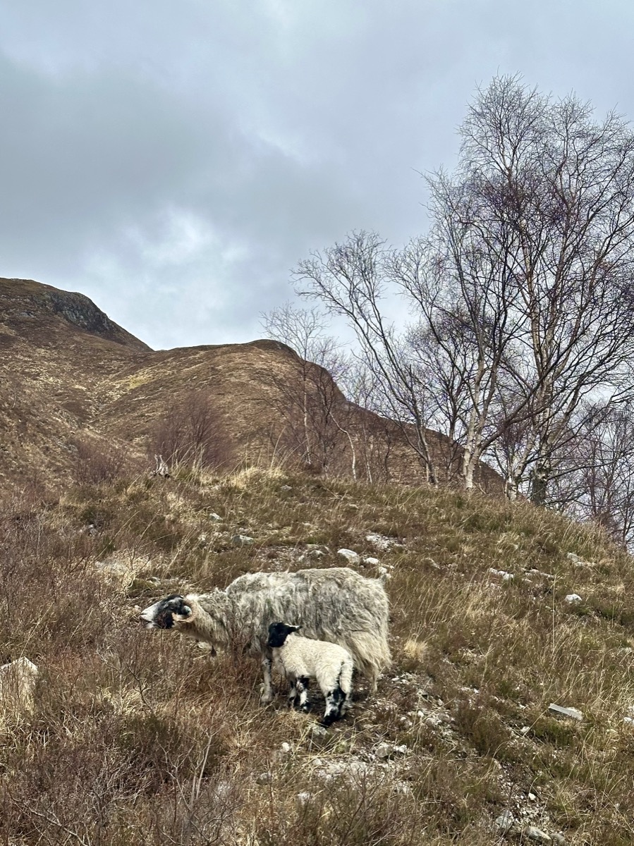 Blackface ewe with newborn lamb on a hillside on the West Highland Way