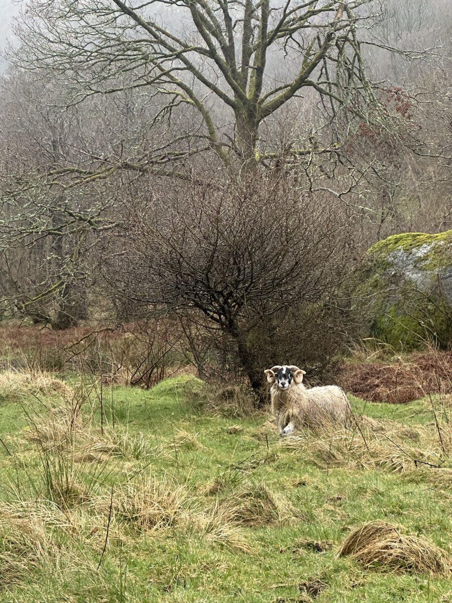 Blackface sheep sheltering under a tree on the Loch Lomond section of the West Highland Way