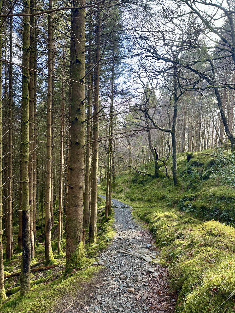 Rocky trail through mixed conifer and birch forest on the West Highland Way Loch Lomond section