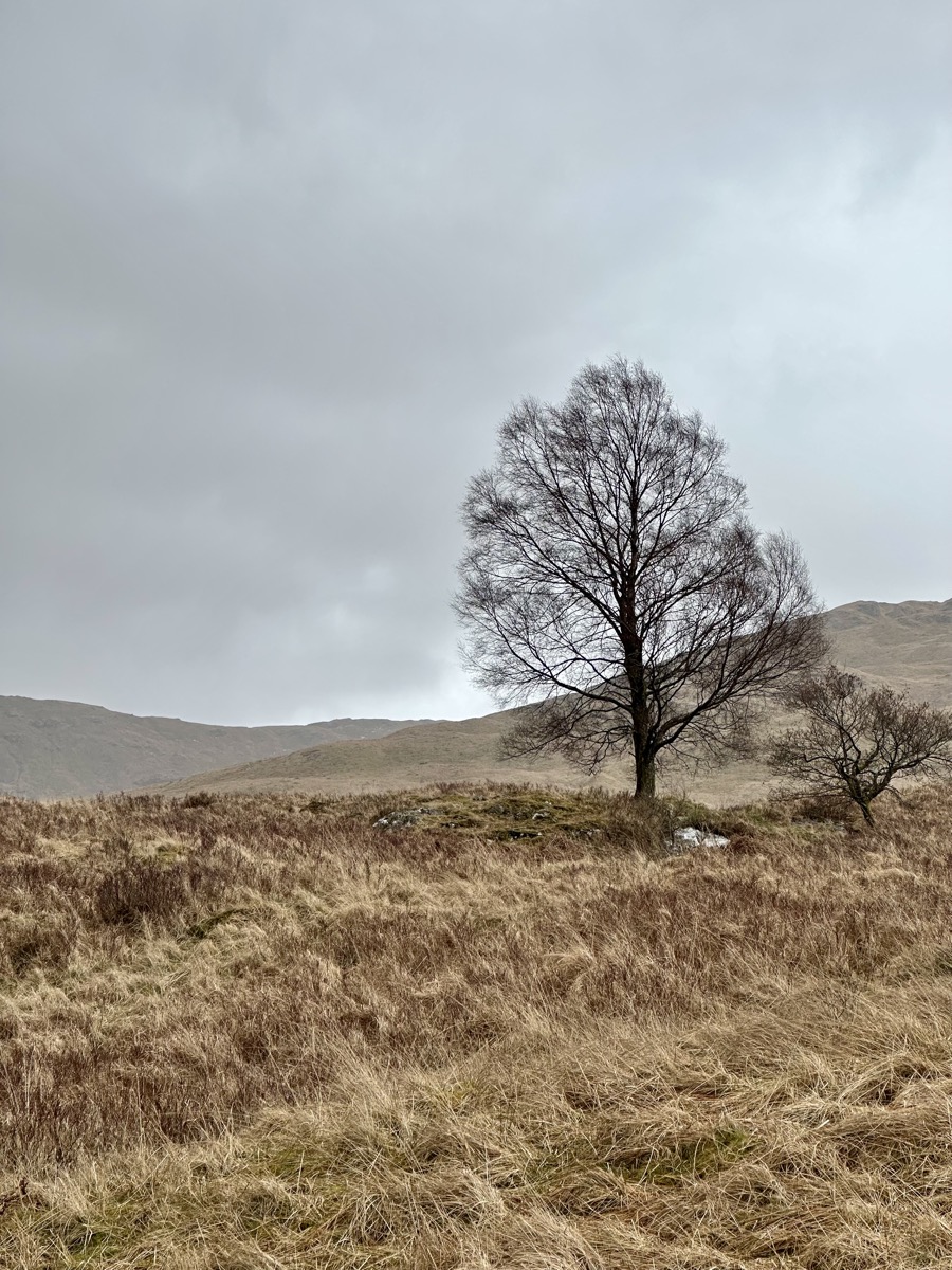 Lone birch tree on open moorland in Glen Falloch on the West Highland Way in grey winter conditions
