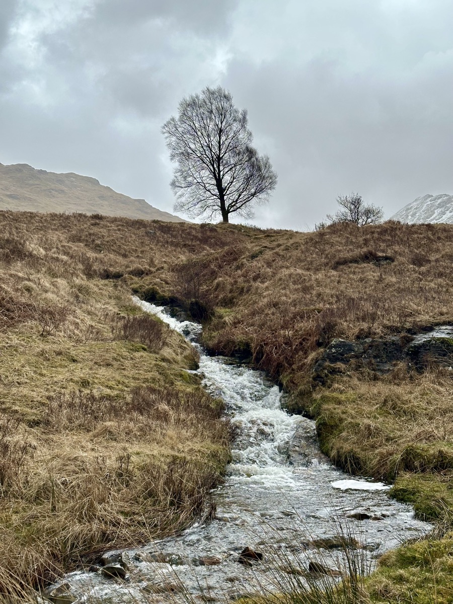 Fast-flowing stream and lone birch tree on the hillside in Glen Falloch on the West Highland Way