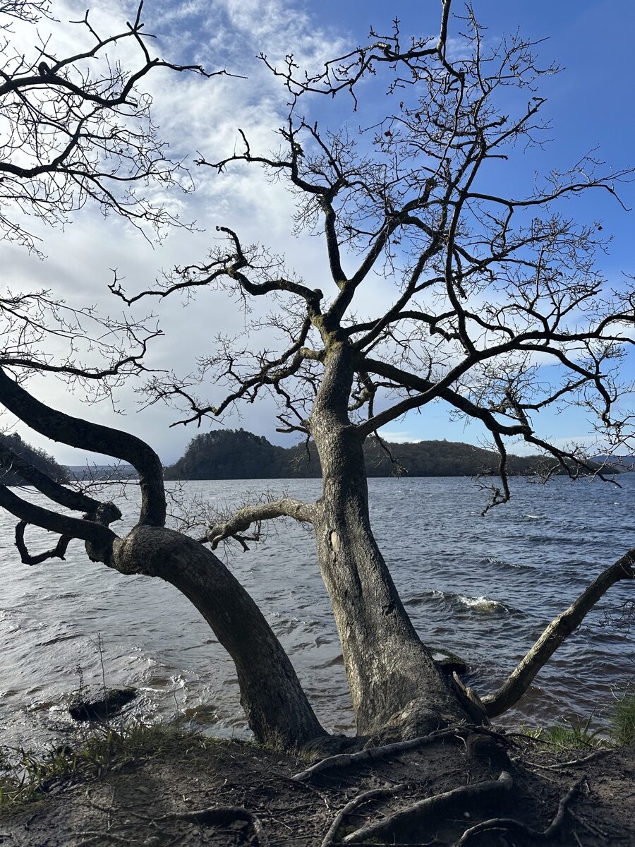 Gnarled tree on the shoreline of Loch Lomond with islands in the background on the West Highland Way