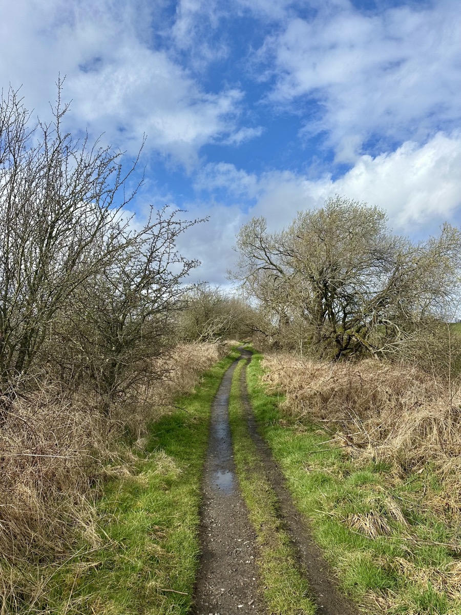 Narrow trail between Milngavie and Drymen on the West Highland Way